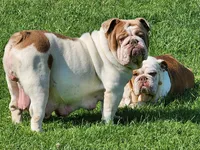 Sonnet *lilac merle*, a female English Bulldog for sale in Monett, MO – Photo 10 of 10