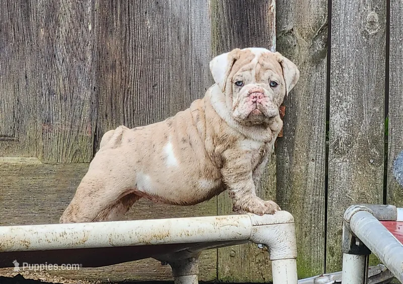 Sonnet *lilac merle*