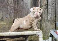 Sonnet *lilac merle*, a female English Bulldog for sale in Monett, MO – Photo 1 of 10
