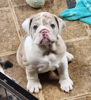 Sonnet *lilac merle*, a female English Bulldog for sale in Monett, MO – Photo 6 of 10