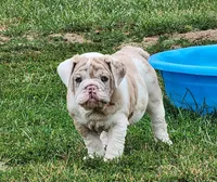 Sonnet *lilac merle*, a female English Bulldog for sale in Monett, MO – Photo 9 of 10
