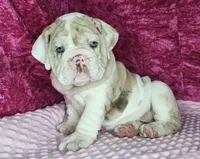 Sonnet *lilac merle*, a female English Bulldog for sale in Monett, MO – Photo 7 of 10