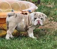 Sonnet *lilac merle*, a female English Bulldog for sale in Monett, MO – Photo 4 of 10
