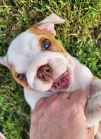 Taquito, a female English Bulldog for sale in Monett, MO – 9 of 9