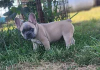 Curly, a male French Bulldog for sale in Monett, MO – 6 of 6