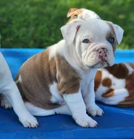 Tamale, a female English Bulldog for sale in Monett, MO – 4 of 8