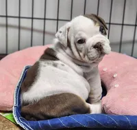 Chicks, a female English Bulldog for sale in Monett, MO – 6 of 7