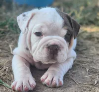 Chicks, a female English Bulldog for sale in Monett, MO – 3 of 7