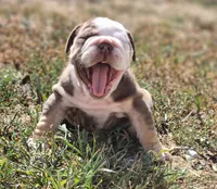 Earl, a male English Bulldog for sale in Monett, MO – 3 of 5