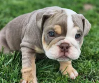 Elephant, a female English Bulldog for sale in Monett, MO – Photo 7 of 10