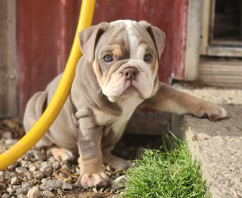 Elephant – English Bulldog puppy for sale in Monett, MO