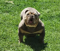Elephant, a female English Bulldog for sale in Monett, MO – Photo 10 of 10