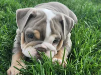 Elephant, a female English Bulldog for sale in Monett, MO – Photo 3 of 10