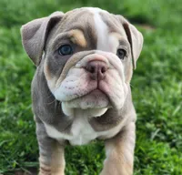 Elephant, a female English Bulldog for sale in Monett, MO – Photo 5 of 10