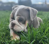 Elephant, a female English Bulldog for sale in Monett, MO – Photo 6 of 10