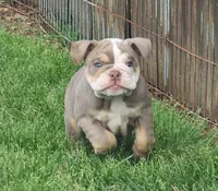 Elephant, a female English Bulldog for sale in Monett, MO – Photo 2 of 10