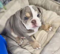 Elephant, a female English Bulldog for sale in Monett, MO – Photo 4 of 10