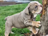 Elephant, a female English Bulldog for sale in Monett, MO – Photo 8 of 10