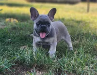 Larry, a male French Bulldog for sale in Monett, MO – 5 of 6