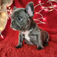 Holly, a female French Bulldog for sale in Monett, MO – Photo 7 of 10