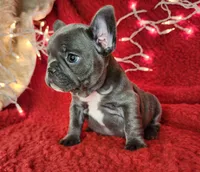Holly, a female French Bulldog for sale in Monett, MO – Photo 7 of 10