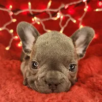 Holly, a female French Bulldog for sale in Monett, MO – Photo 10 of 10