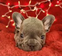 Holly, a female French Bulldog for sale in Monett, MO – Photo 10 of 10