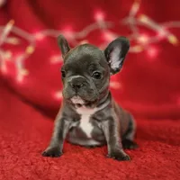 Holly, a female French Bulldog for sale in Monett, MO – Photo 2 of 10