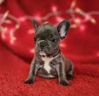 Holly, a female French Bulldog for sale in Monett, MO – Photo 2 of 10