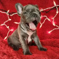 Holly, a female French Bulldog for sale in Monett, MO – Photo 9 of 10