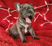 Holly, a female French Bulldog for sale in Monett, MO – Photo 9 of 10