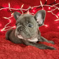 Holly, a female French Bulldog for sale in Monett, MO – Photo 8 of 10