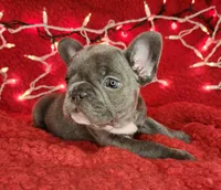 Holly, a female French Bulldog for sale in Monett, MO – Photo 8 of 10
