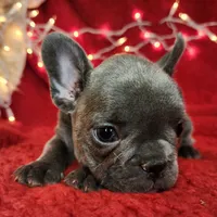 Holly, a female French Bulldog for sale in Monett, MO – Photo 5 of 10