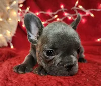 Holly, a female French Bulldog for sale in Monett, MO – Photo 5 of 10
