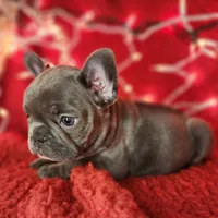 Holly, a female French Bulldog for sale in Monett, MO – Photo 6 of 10