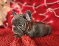 Holly, a female French Bulldog for sale in Monett, MO – Photo 6 of 10