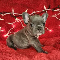 Holly, a female French Bulldog for sale in Monett, MO – Photo 4 of 10