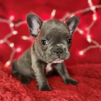 Holly, a female French Bulldog for sale in Monett, MO – Photo 1 of 10