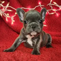 Holly, a female French Bulldog for sale in Monett, MO – Photo 3 of 10