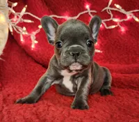 Holly, a female French Bulldog for sale in Monett, MO – Photo 3 of 10