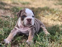 Earl, a male English Bulldog for sale in Monett, MO – 4 of 5