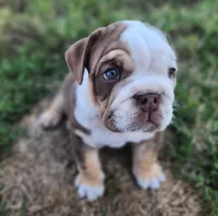 Earl, a male English Bulldog for sale in Monett, MO – 3 of 7
