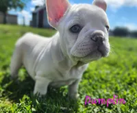 Dumplin', a female French Bulldog for sale in Monett, MO – 8 of 10