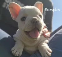 Dumplin', a female French Bulldog for sale in Monett, MO – 6 of 10