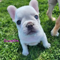 Dumplin', a female French Bulldog for sale in Monett, MO – 10 of 10