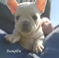 Dumplin', a female French Bulldog for sale in Monett, MO – 3 of 10