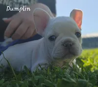 Dumplin', a female French Bulldog for sale in Monett, MO – 4 of 10