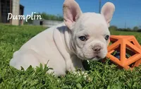 Dumplin', a female French Bulldog for sale in Monett, MO – 2 of 10