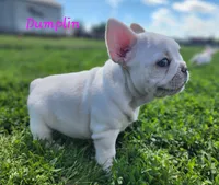 Dumplin', a female French Bulldog for sale in Monett, MO – 9 of 10